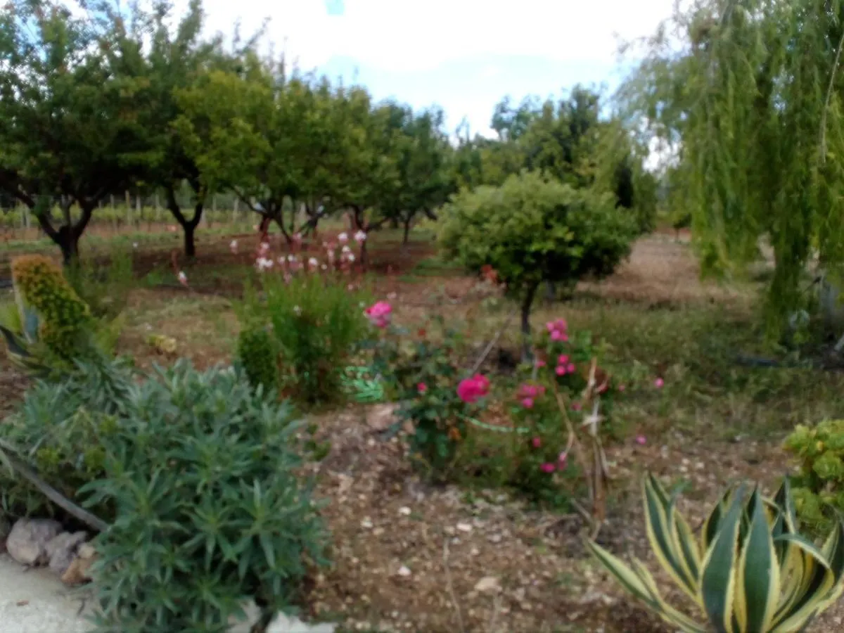 Le Rose Apartment Olmedo 0*,  Italy